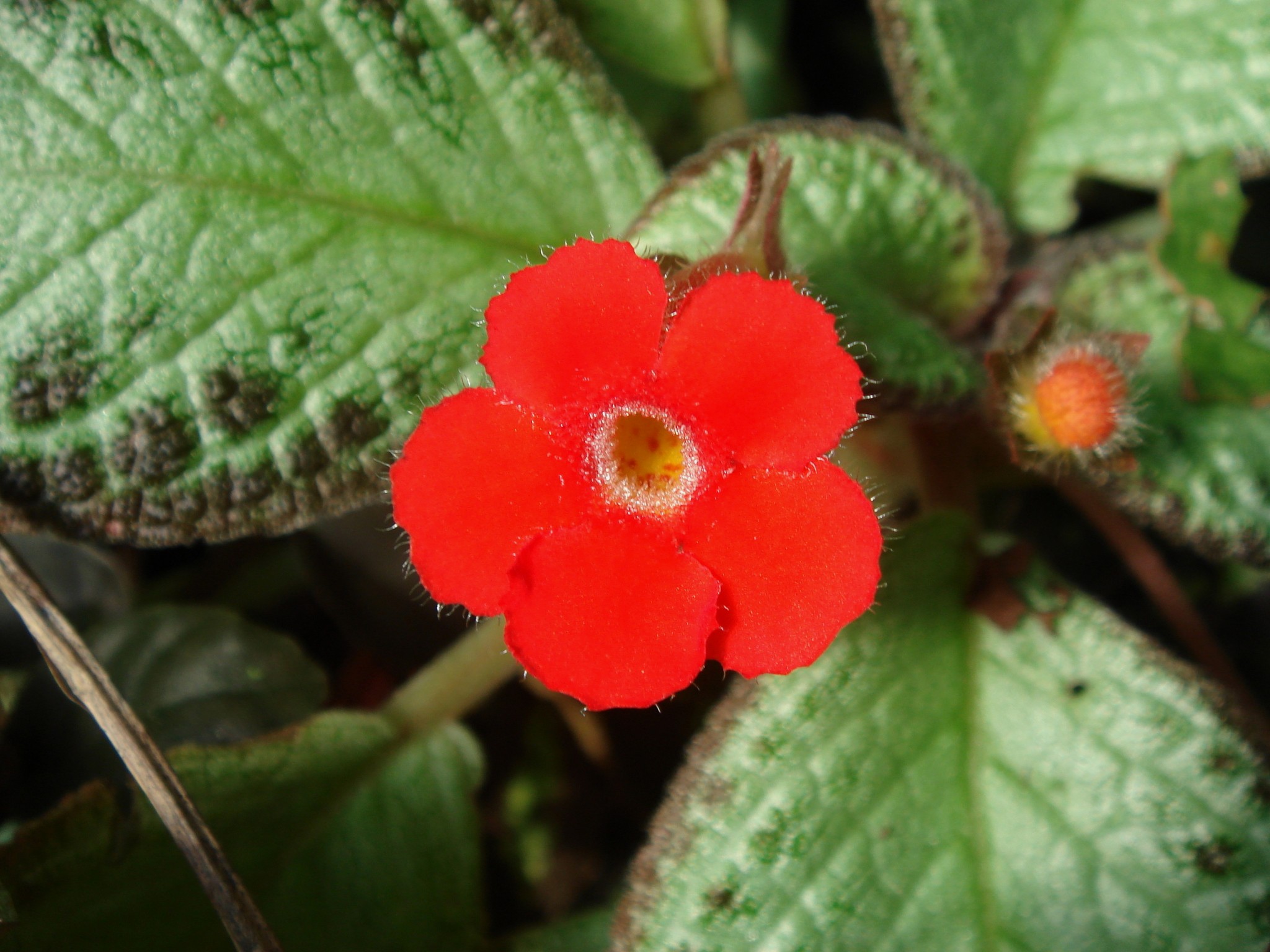 episcia-cupreata-hooker-hanstein